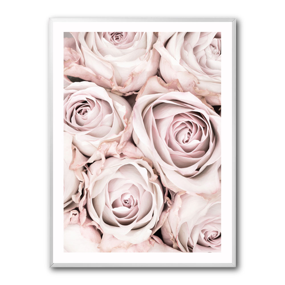 Pink Roses No 01