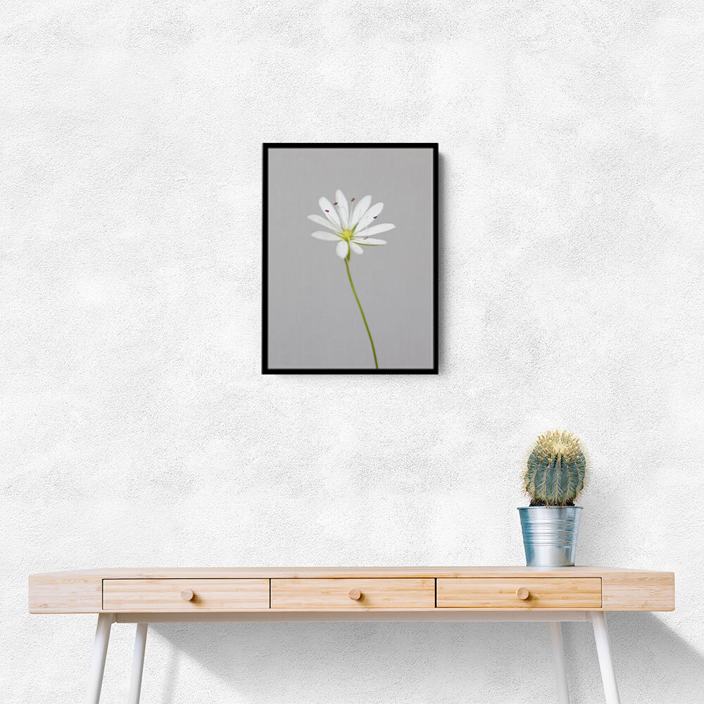 Small white flower 1