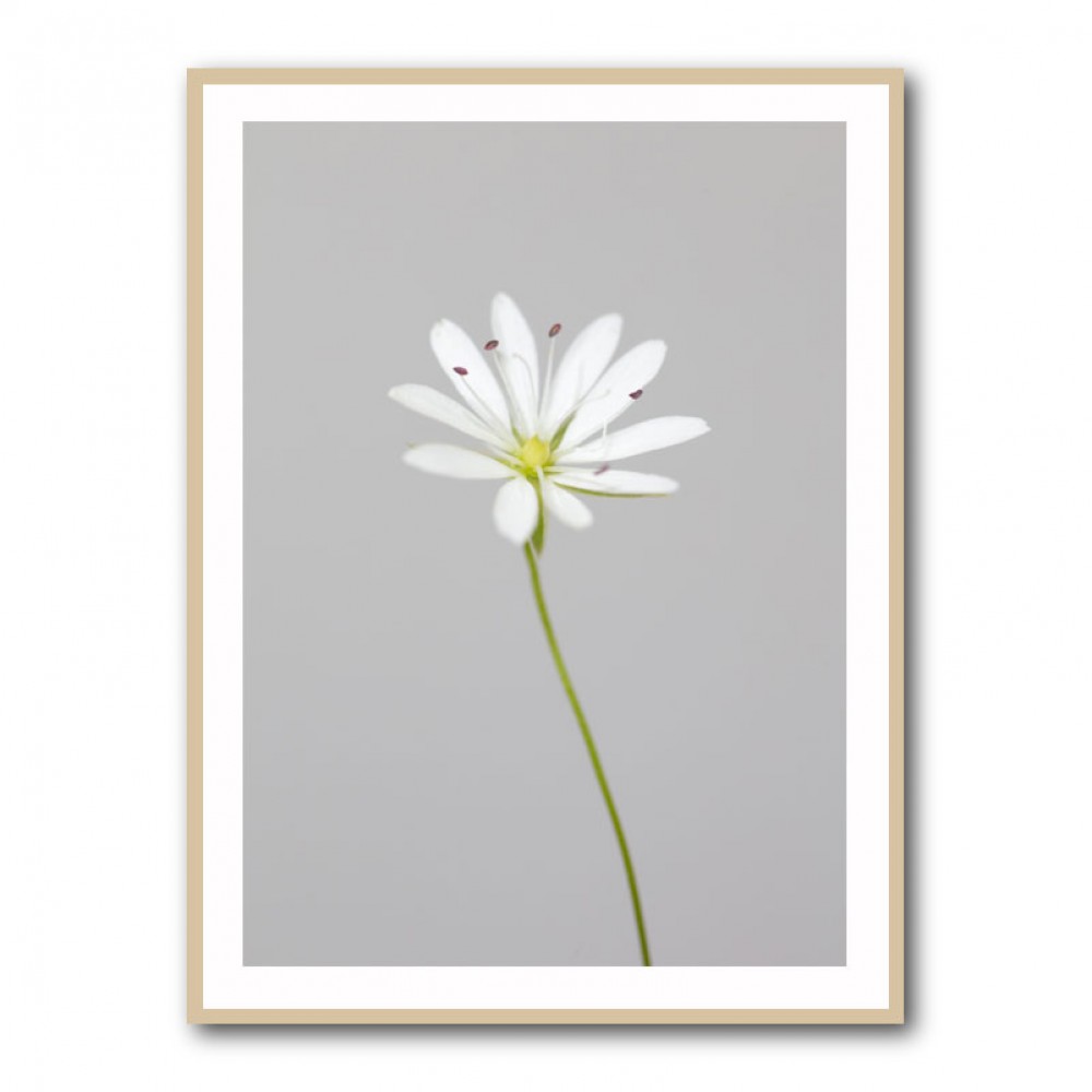 Small white flower 1