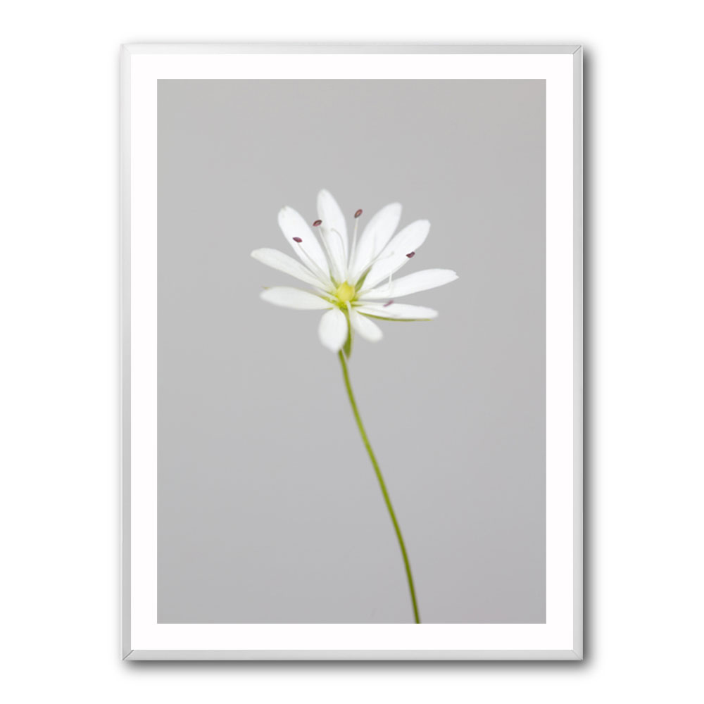 Small white flower 1