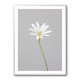 Small white flower 1