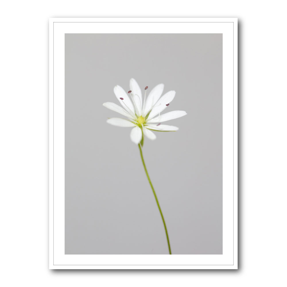 Small white flower 1