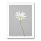 Small white flower 1