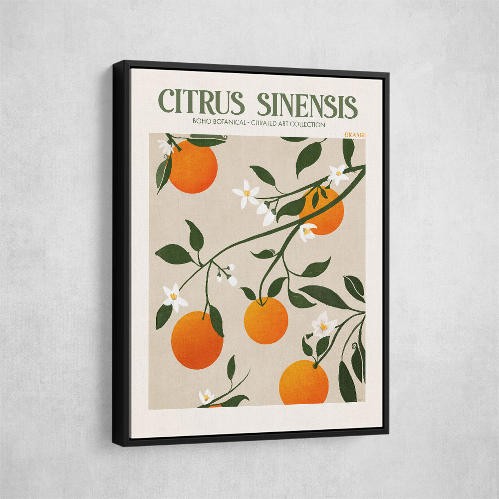 Citrus Sinensis