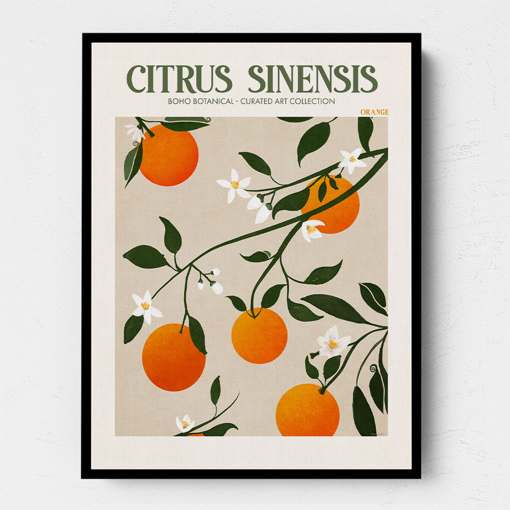 Citrus Sinensis