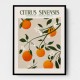 Citrus Sinensis