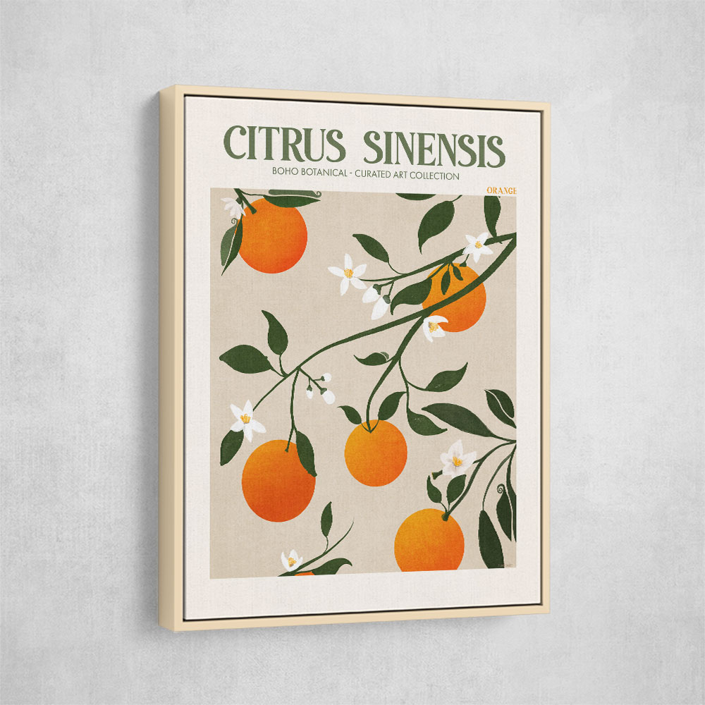 Citrus Sinensis