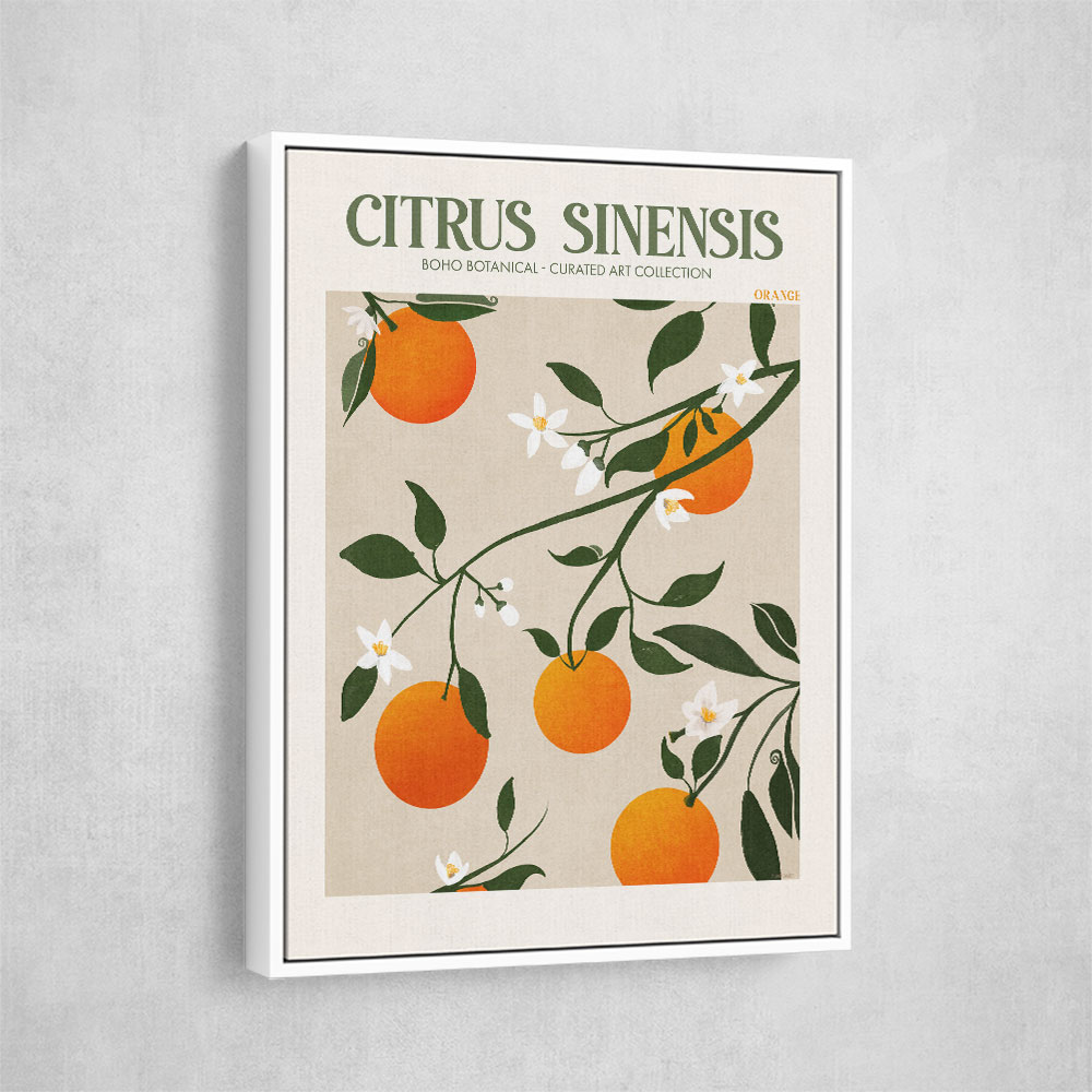 Citrus Sinensis