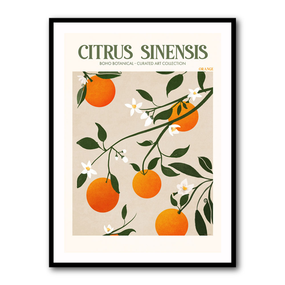 Citrus Sinensis