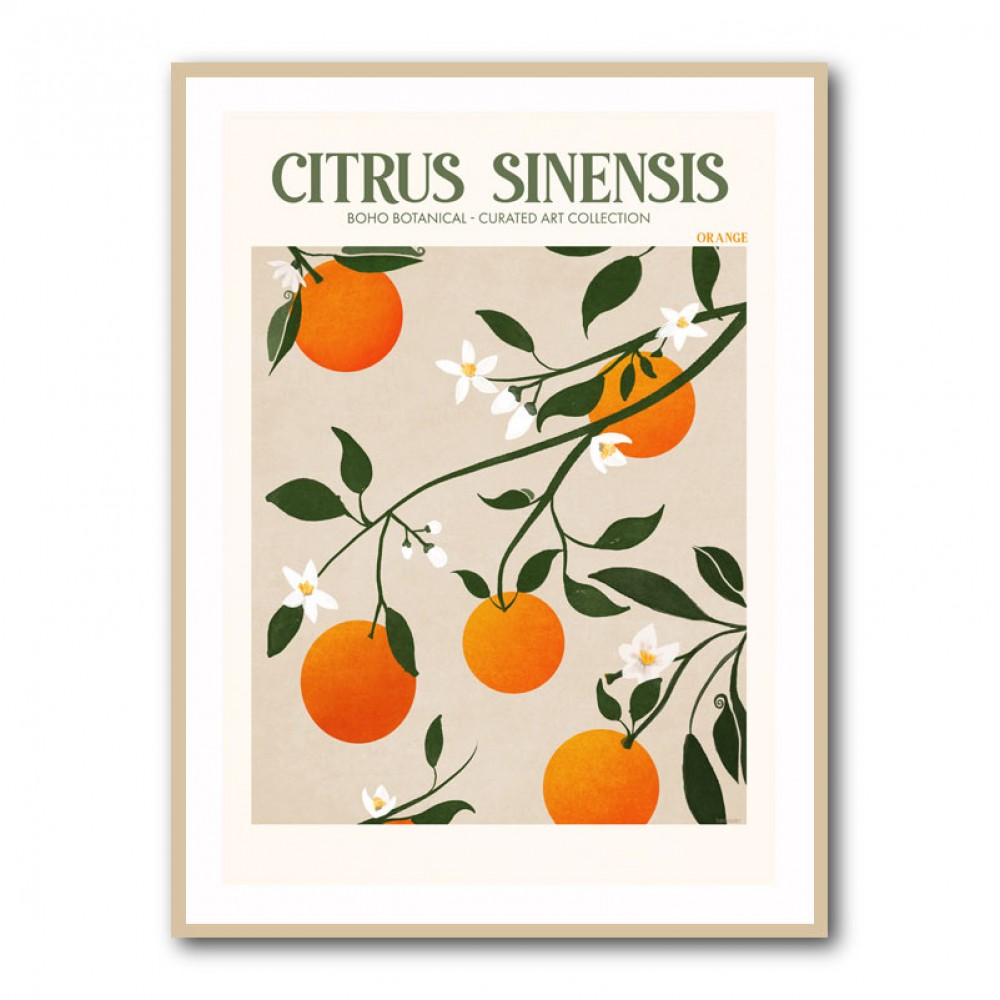 Citrus Sinensis