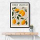 Citrus Limonum