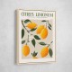 Citrus Limonum