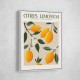 Citrus Limonum