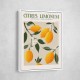 Citrus Limonum