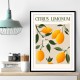 Citrus Limonum