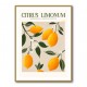 Citrus Limonum