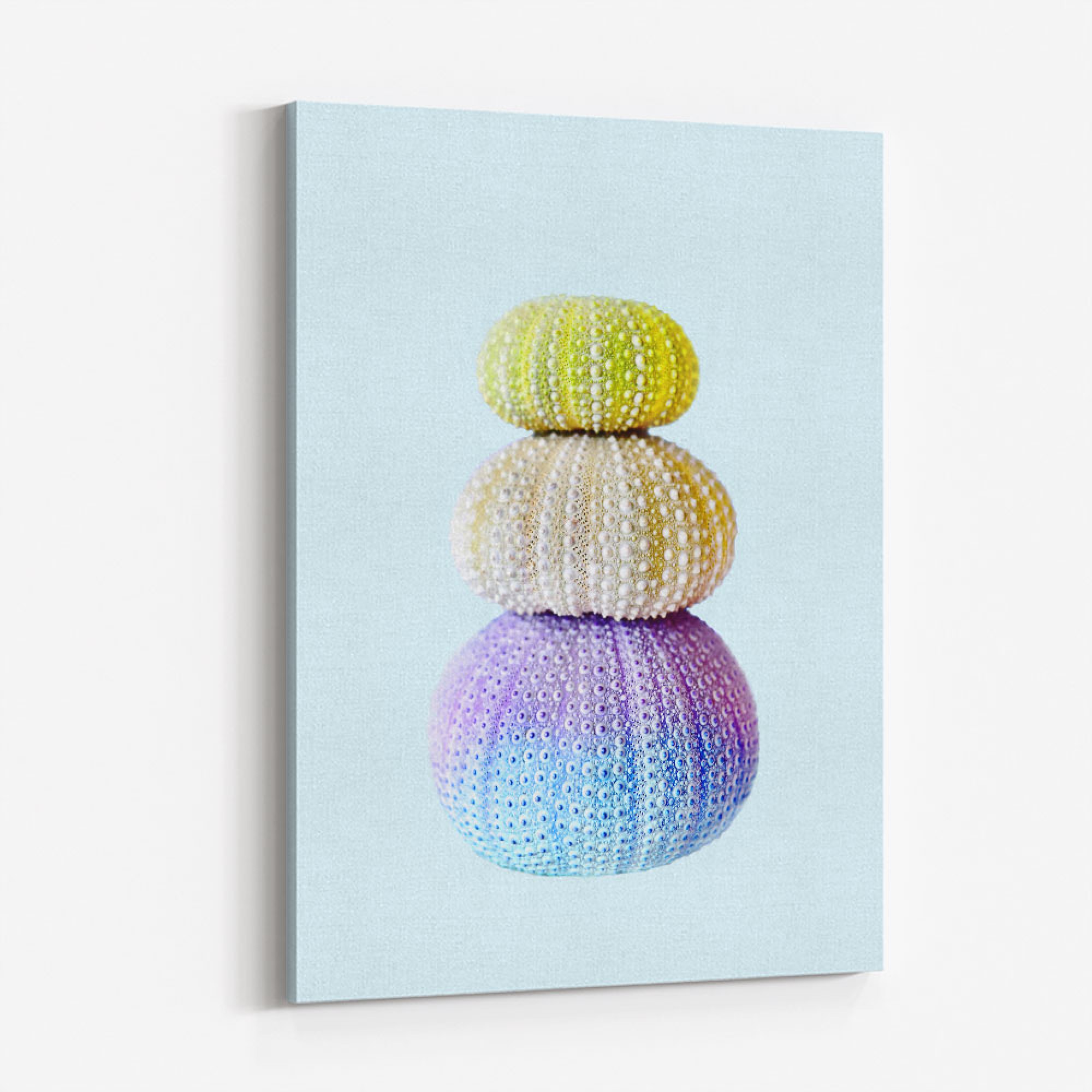 Sea Urchins Wall Art