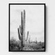 Saguaro BaW