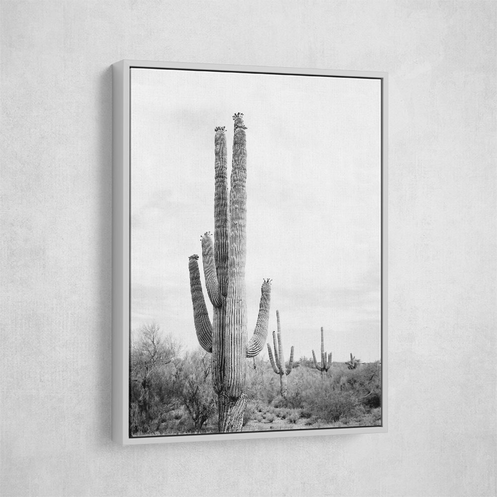 Saguaro BaW