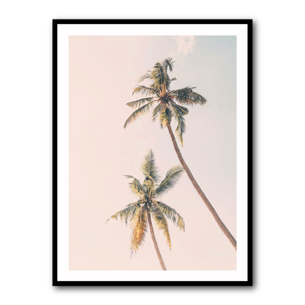 Tropical Palms