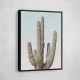 Saguaro