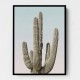 Saguaro