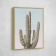 Saguaro