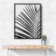 BW Palm Leaf