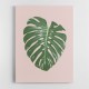 Monstera Leaf Blush