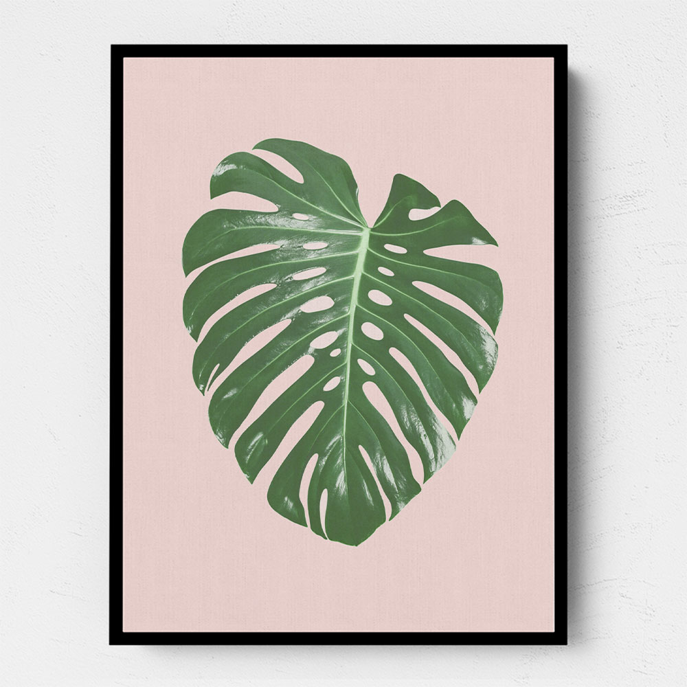 Monstera Leaf Blush