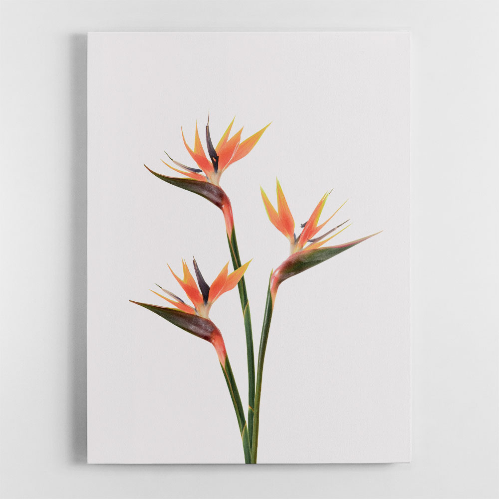 Birds of Paradise Wall Art