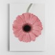 Pink Gerbera II