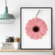 Pink Gerbera II