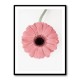 Pink Gerbera II