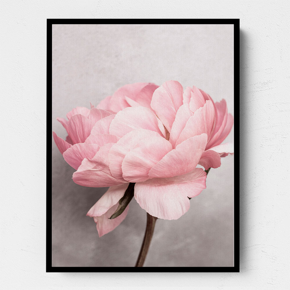 Peony