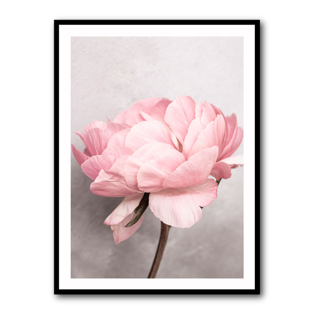 Peony