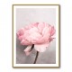 Peony