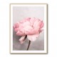 Peony