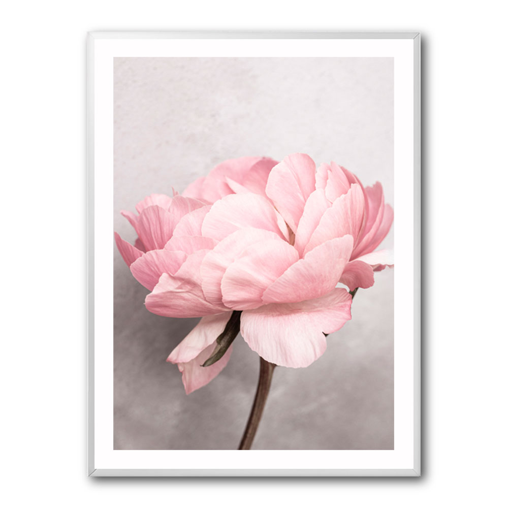 Peony