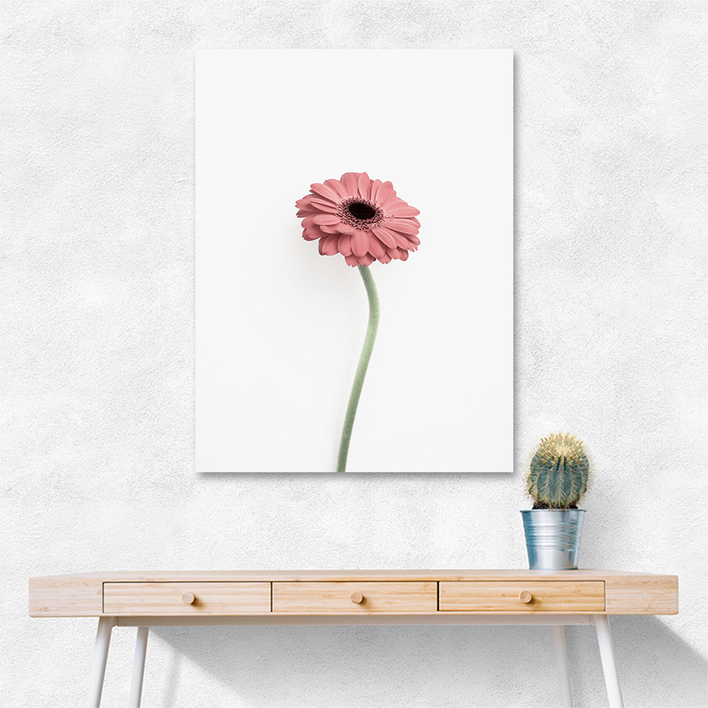 Pink Gerbera