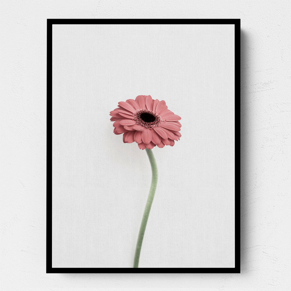 Pink Gerbera