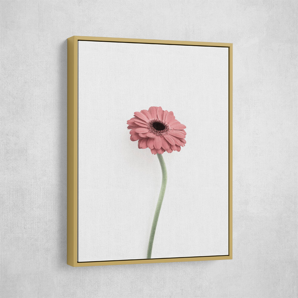 Pink Gerbera