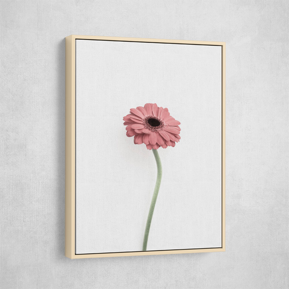 Pink Gerbera