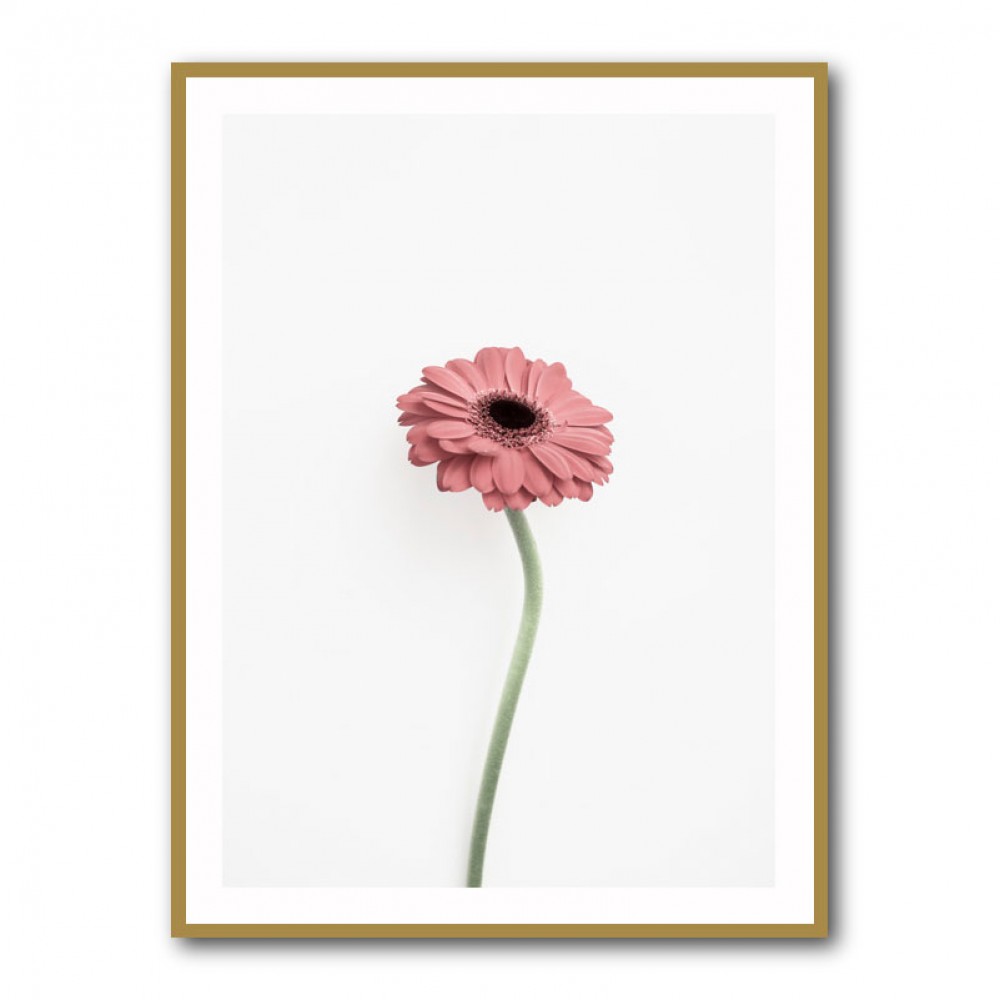 Pink Gerbera