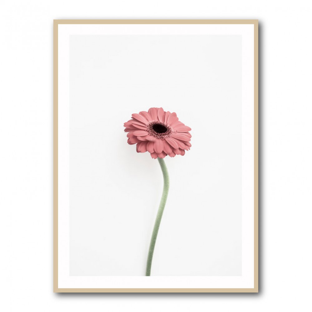 Pink Gerbera