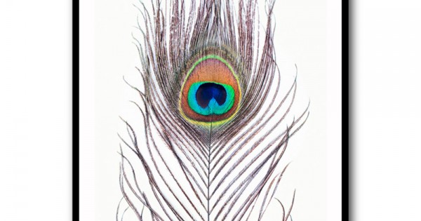 Peacock Feather Wall Art