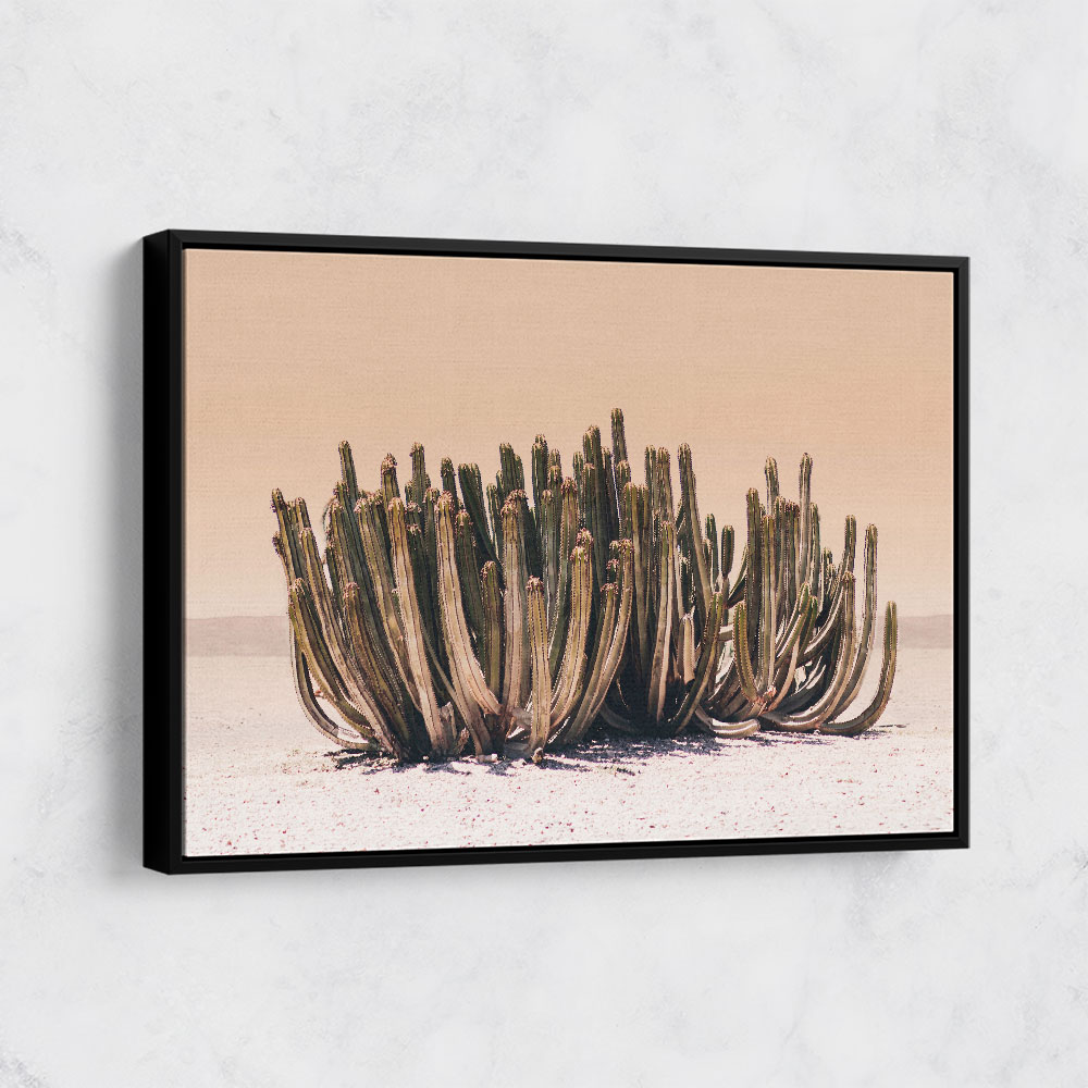 Peach Sky Cactus