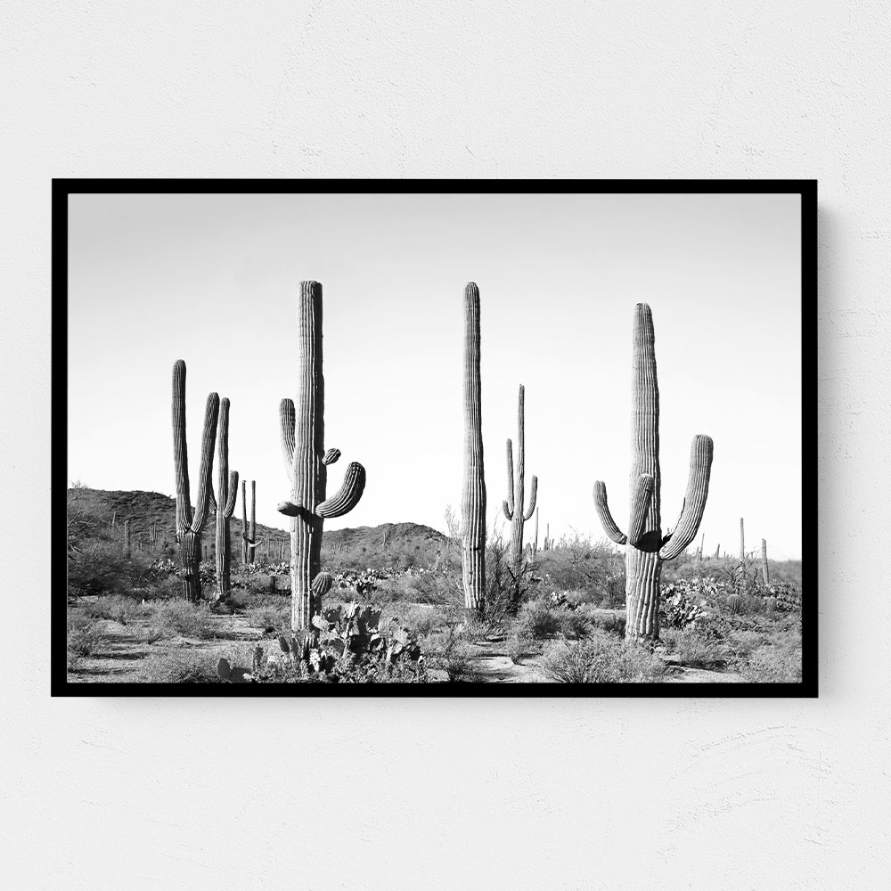 Grey Cactus Land