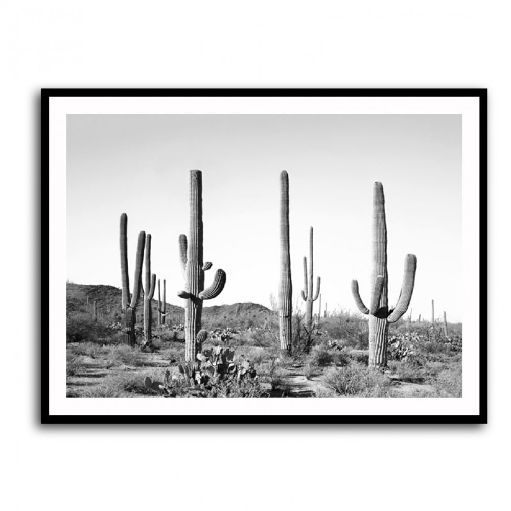 Grey Cactus Land