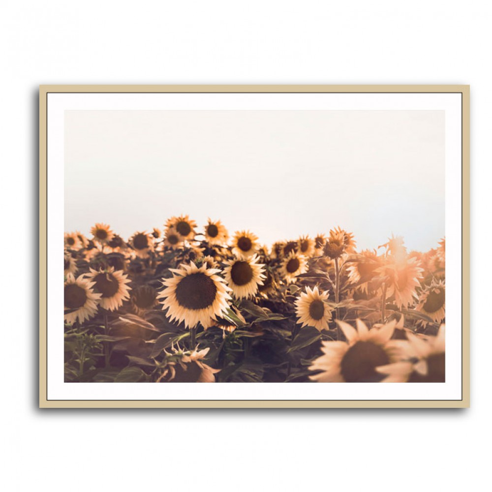 Sunflowers